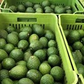 Buying and Selling of Avocados Locally