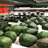 Export of Avocado